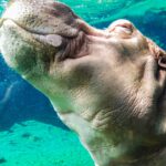 Heiraten im Berliner Zoo