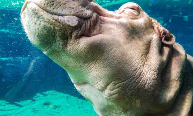 Heiraten im Berliner Zoo