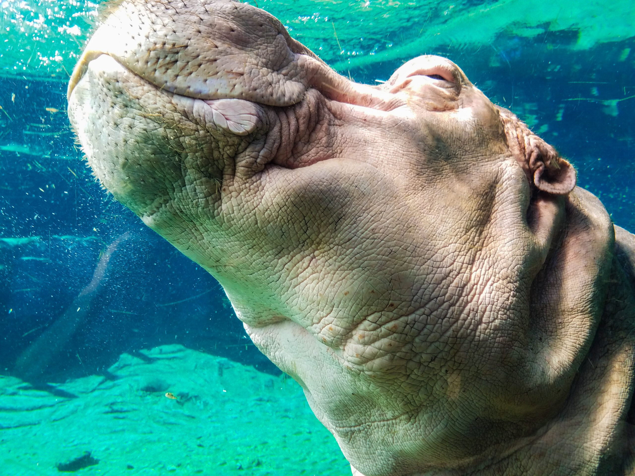 Heiraten im Berliner Zoo